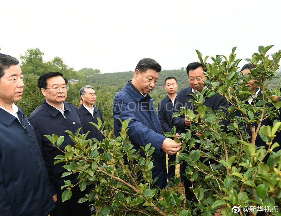 光山油茶籽榨油設備，山茶籽油榨油機廠家(圖1)